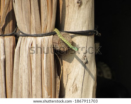 Green Bush Snake - Zimbabwe - Africa