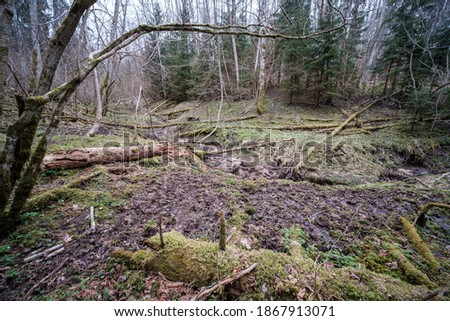 empty river bed in early spring with muddy water and wet green foliage. trees with no leaves, wide angle