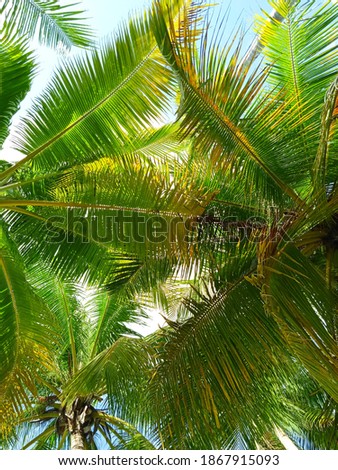Coconut leaves and slightly cloudy blue sky