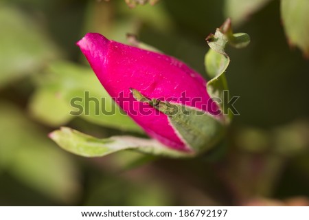 rosebud in spring