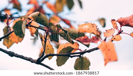 Beautiful minimalistic autumn background with bright leaves of trees. Yellow and green autumn leaves on dry tree branch against light sky. Horizontal banner.