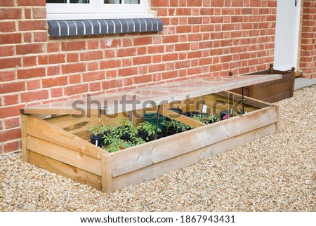 Cold frame with vegetable (tomato) plants against a wall in a UK garden in spring Royalty-Free Stock Photo #1867943431