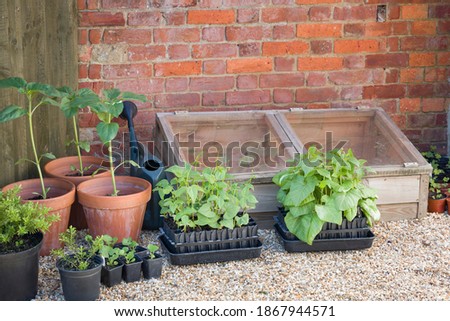 French beans and runner beans in root trainers outside a cold frame, growing vegetables in a garden in England, UK Royalty-Free Stock Photo #1867944571