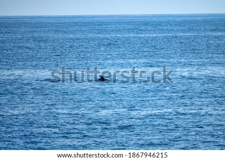 Seascape with Dolphin fin in water  Royalty-Free Stock Photo #1867946215