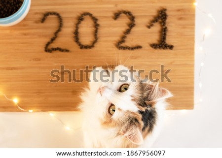 the cat lies on the floor lined with dry food 2021 looks at the camera Royalty-Free Stock Photo #1867956097