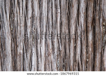 Bark of tree close up with dots made by insects. Tree damaged by bark beetle. Background and wallpaper picture with vertical lines. Wooden natural texture in grey and light brown. 