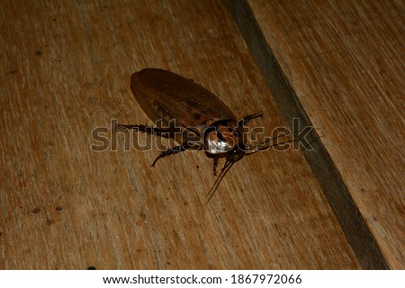 Sani Island, Rio Napo, upper Amazon basin, Ecuador. 24 Dec. 2014. Giant Tropical Cockroach.