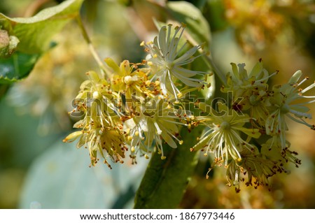 Linden flowers, Deliciously fragrant linden trees perfume the air in early summer, beckoning us to come and enjoy their beneficial properties for body, mind, and spirit. 