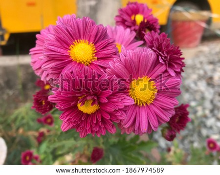 A beauty of Aster flower