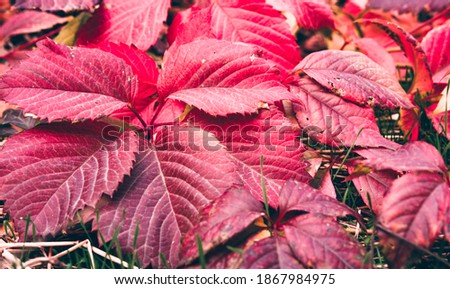 Beautiful minimalistic autumn background with bright leaves of trees. Bright red rich leaves of decorative maiden grapes weaving. Colorful shades of autumn forest, branches and foliage close-up.