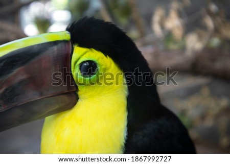 Toucan closeup portrait at the zoo