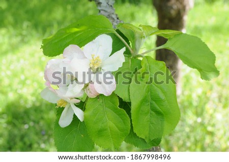 tree with cherry blossoms in spring 
