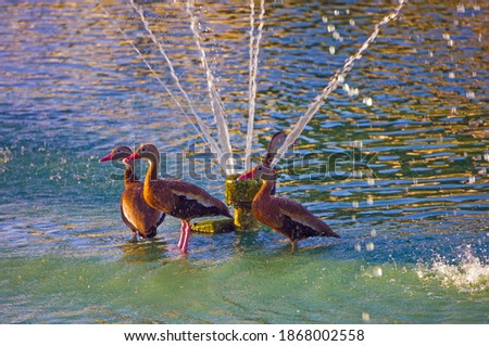 Black whistler ducks huddle on a fountain to cool off from the summer heat