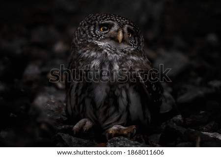 A selective focus of an endearing owl looking aside on blurred dark background