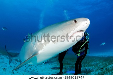 Tiger Shark (Galeocerdo cuvier) Swimming by Very Close. Tiger Beach, Bahamas