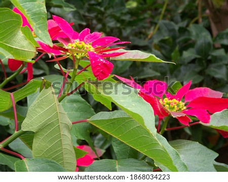 Color of the beautiful poinsettia flower 