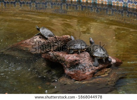 Tree little turtles in the fountain