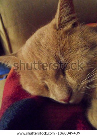 sleeping orange kitty with blanket