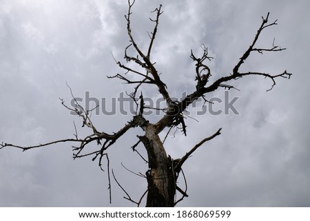 
dry tree in winter season