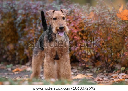 the dog in the Park Royalty-Free Stock Photo #1868072692