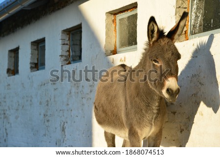 The donkey next to the white wall makes its shadow