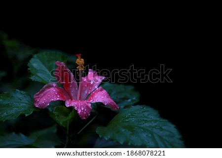 Red Hibiscus Flower shot after rainy day with black background