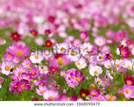 Macro, telescope, isolated, background, Colorful and beautiful Blooming Cosmos flower in fields, Autumn, Taiwan