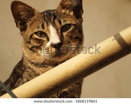 Picture of cat, captured on close up shoot