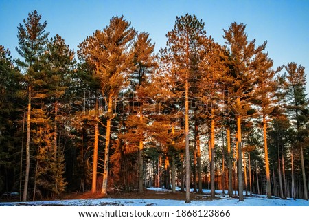 Sunlight drenched red pines in the evening in Carlton, Minnesota.