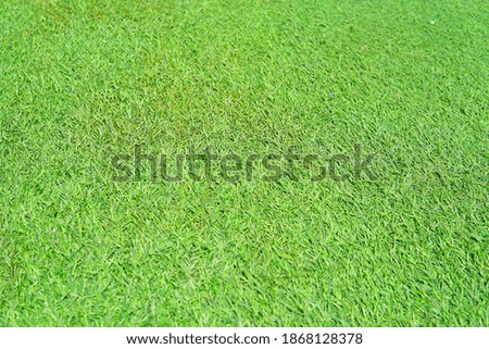 Green artificial grass natural background and the morning sun, close up.