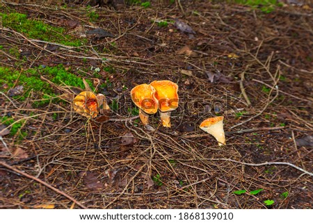 A pair of orange cup-shaped mushrooms on the Union Mine Interpretive Trail in the Porcupine Mountains, Ontonagon County, Michigan.