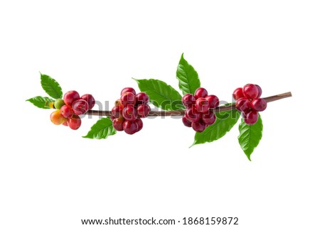Red coffee beans on a branch of the coffee tree, ripe and unripe berries isolated on white background, Red coffee beans on a branch of harvest the coffee tree, ripe berry fruit on white background. Royalty-Free Stock Photo #1868159872