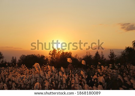 a picture of autumn sunset and reeds