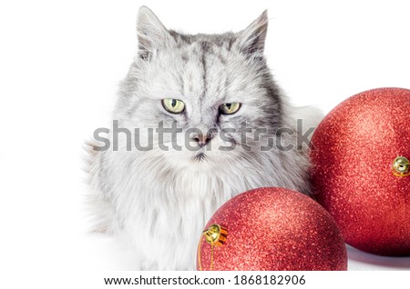 gray tabby angry cat next to christmas balls on a white background