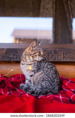 Domestic gray cat sits at home on a red checkered blanket. Preparing for Christmas, festive mood