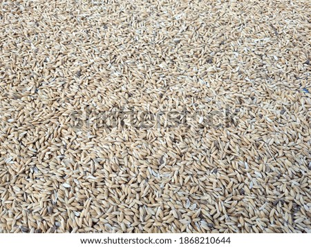 The paddy kernels were scattered across the ground.