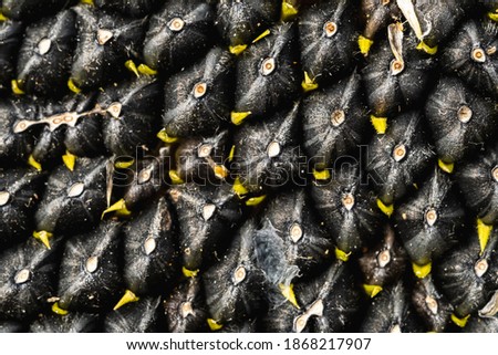 Black sunflower seeds pattern. Sunflower seeds background.