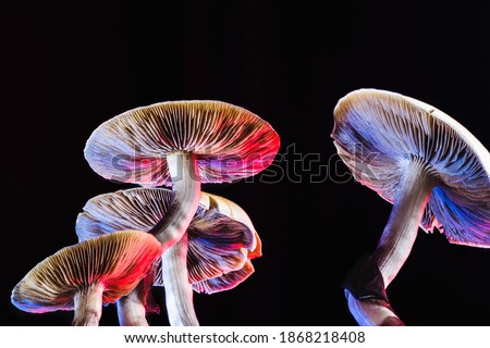 The Mexican magic mushroom is a psilocybe cubensis, whose main active elements are psilocybin and psilocin - Mexican Psilocybe Cubensis. An adult mushroom raining spores Royalty-Free Stock Photo #1868218408