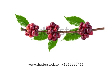 Red coffee beans on a branch of the coffee tree, ripe and unripe berries isolated on white background, Red coffee beans on a branch of harvest the coffee tree, ripe berry fruit on white background. Royalty-Free Stock Photo #1868223466