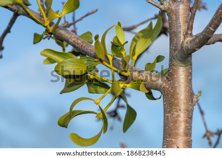 Close up of mistletoe (viscum album) on an apple tree