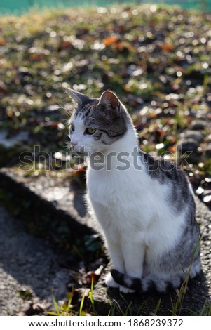 Beautiful domestic cat sunbathing in early morning outdoor