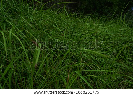 The background of thatch grass is a type of grass with pointed leaves that often becomes a weed in agricultural land. Wallpaper