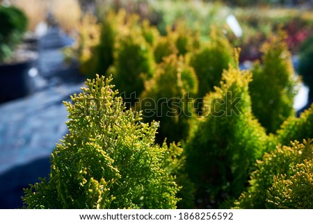 Arbor vitae pyramidalis aurea. Platycladus is a monotypic genus of evergreen coniferous tree in the cypress family Cupressaceae, containing only one species, Platycladus orientalis, also known as Royalty-Free Stock Photo #1868256592
