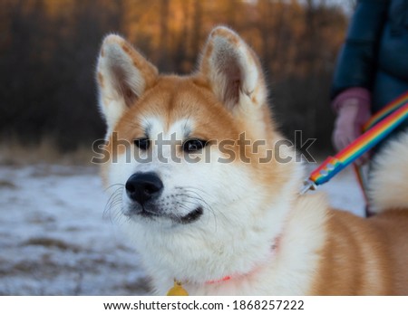 photo of a red dog Akita inu in the winter season
