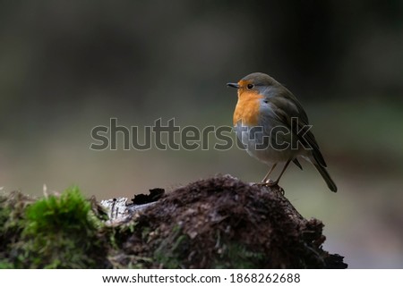 European Robin (Erithacus rubecula) in the forest of the Netherlands. Copy space.