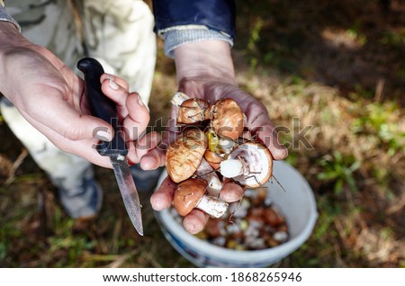 Picking wild mushrooms in autumn forest. Mushrooming and finding the gourmet mushrooms
 Royalty-Free Stock Photo #1868265946