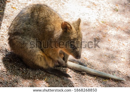 The Australian quokka, also known as the short-tailed scrub wallaby (Setonix brachyurus)