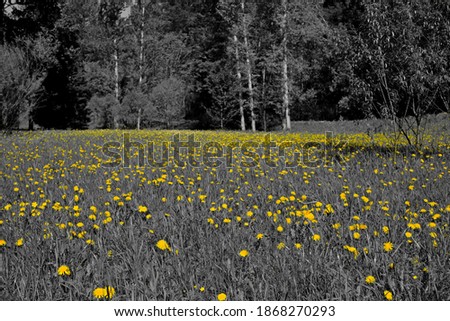 yellow flowers on a black and white background