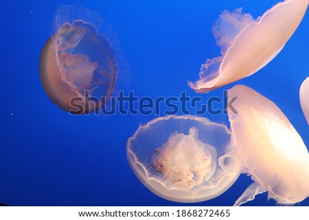 Photo of moon jellies floating around in water. 