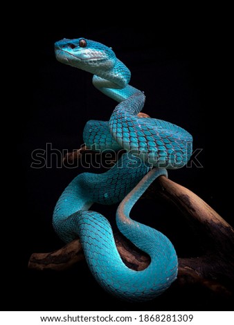 the beautiful blue viper angle